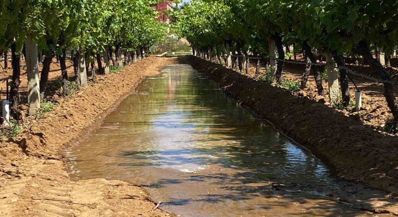 Sarıgöl üzüm bağlarında sulama dönemi başladı