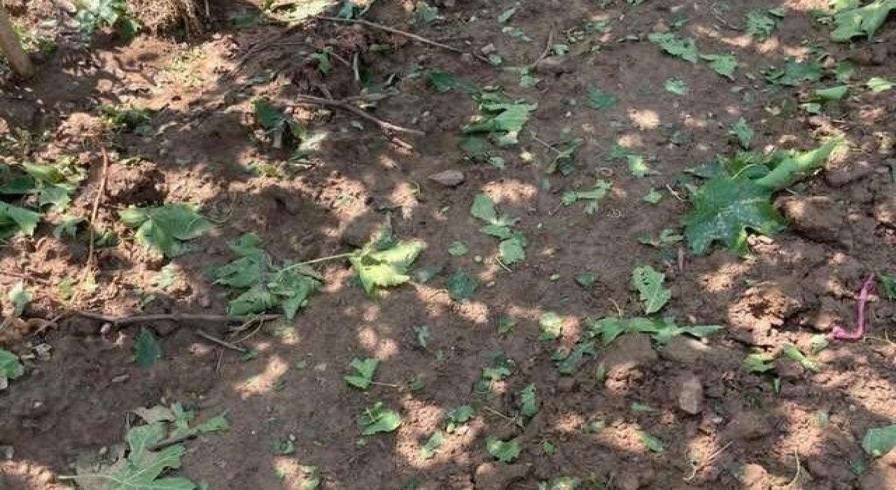 Sarıgölde dolu ve fırtına korkuttu