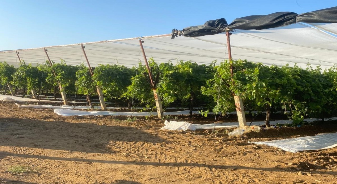 Sarıgölde üzüm bağları örtü altına alınıyor