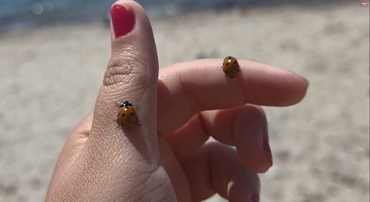 Saros Körfezi sahillerinde uğur böceği istilası: Tatilcilere zor anlar yaşattı