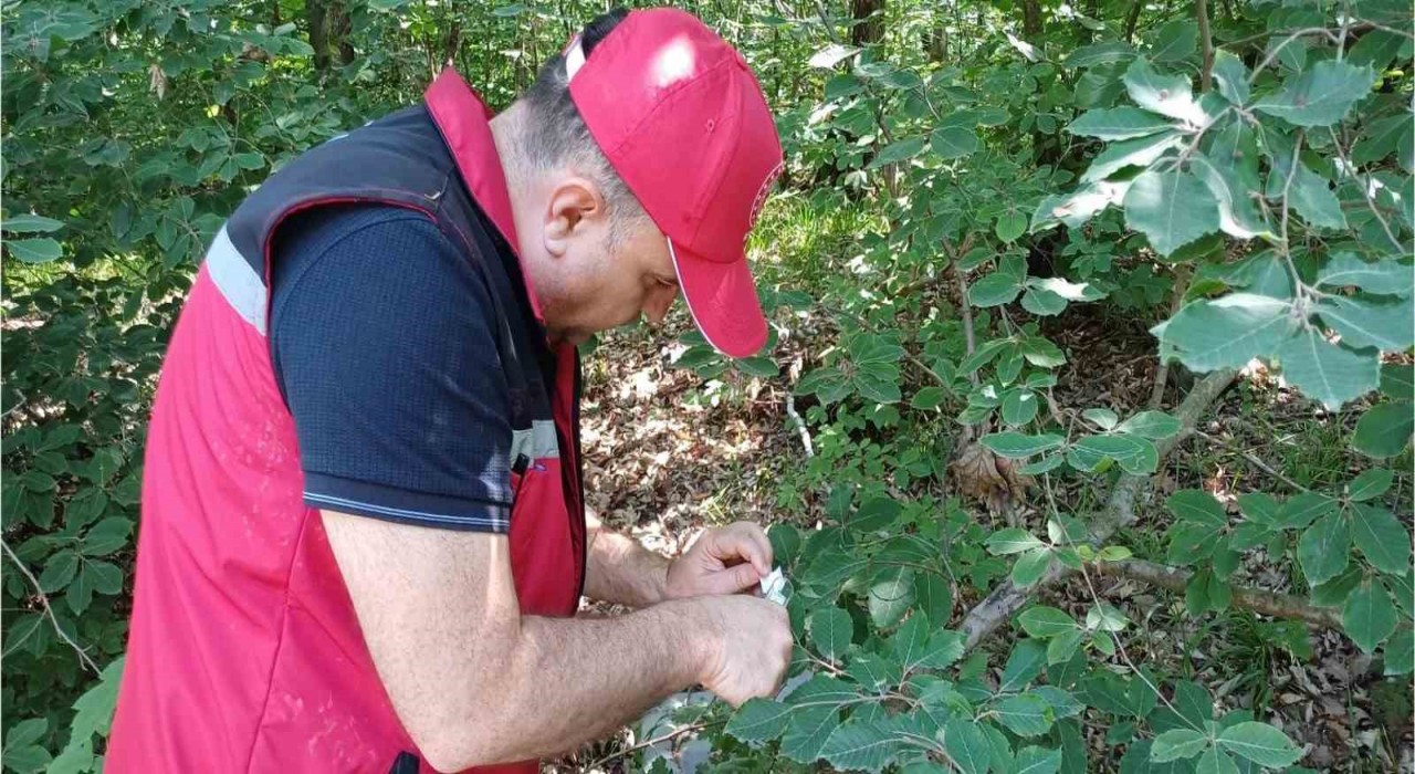 Savaşçı arılar tek tek bırakıldı