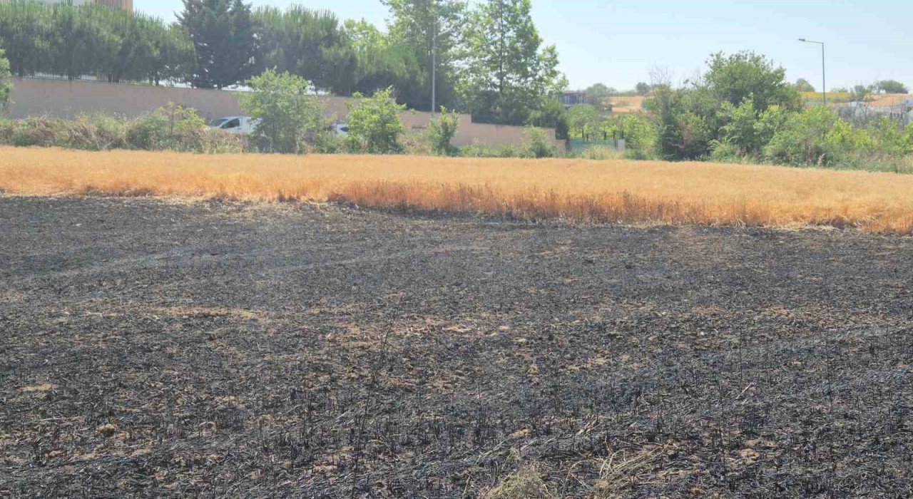 Şehir içindeki 30 dönümlük buğday tarlası alevlere teslim oldu