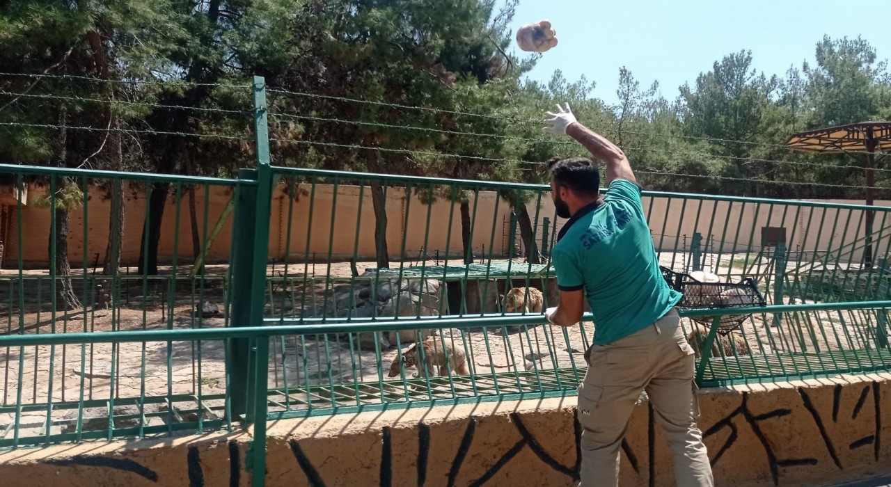 Sıcaktan bunalan yırtıcı hayvanlara buzlu kokteyl