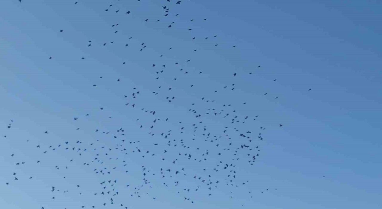 Sığırcık kuşlarının gökyüzündeki dansı mest etti