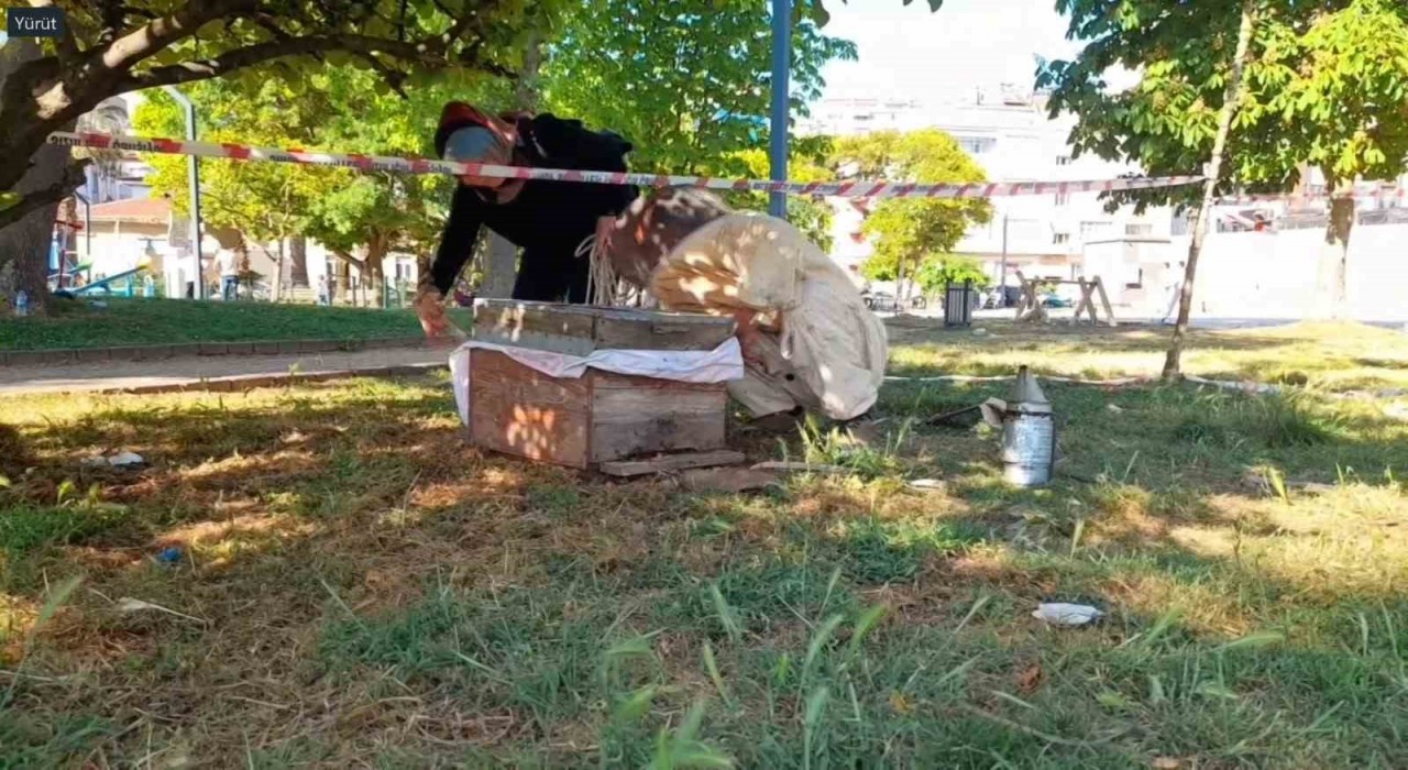 Sinop kent merkezinde arılar ağaca oğul verdi