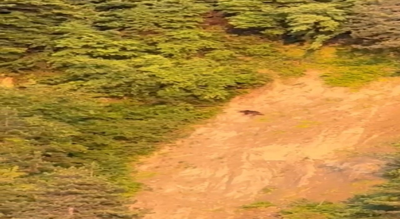 Sinopta ayı görüntülendi