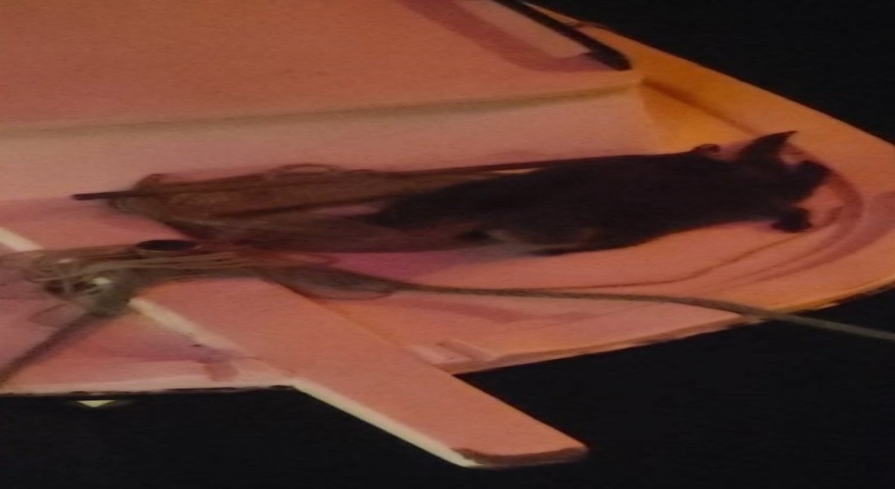 Sinopta iki su samuru görüldü