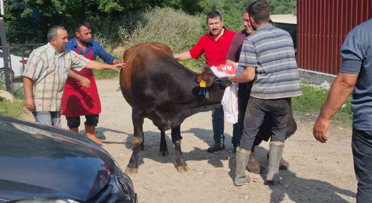 Sinopta kurbanlık kaçtı, köyde kısa süreli panik yaşandı