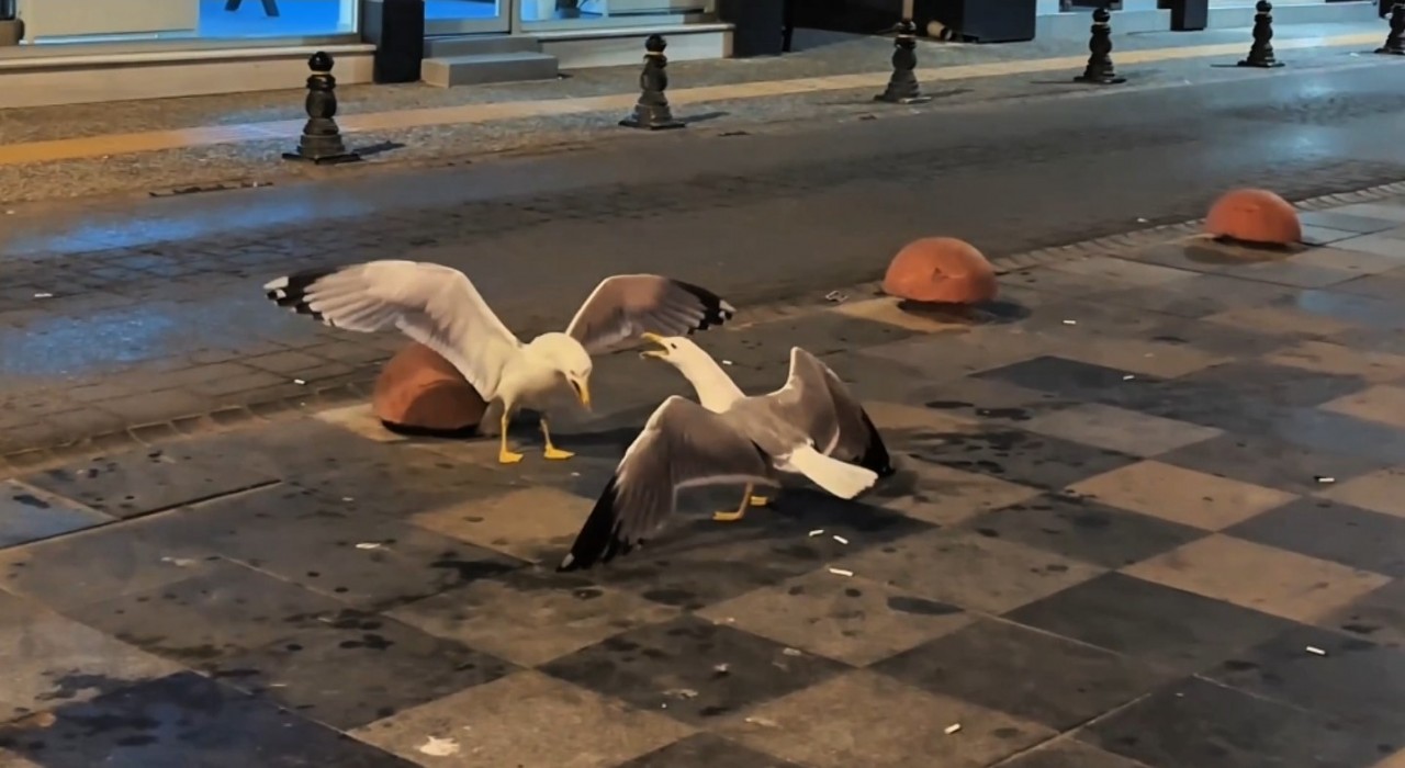 Sinopta martıların kavga anı kamerada