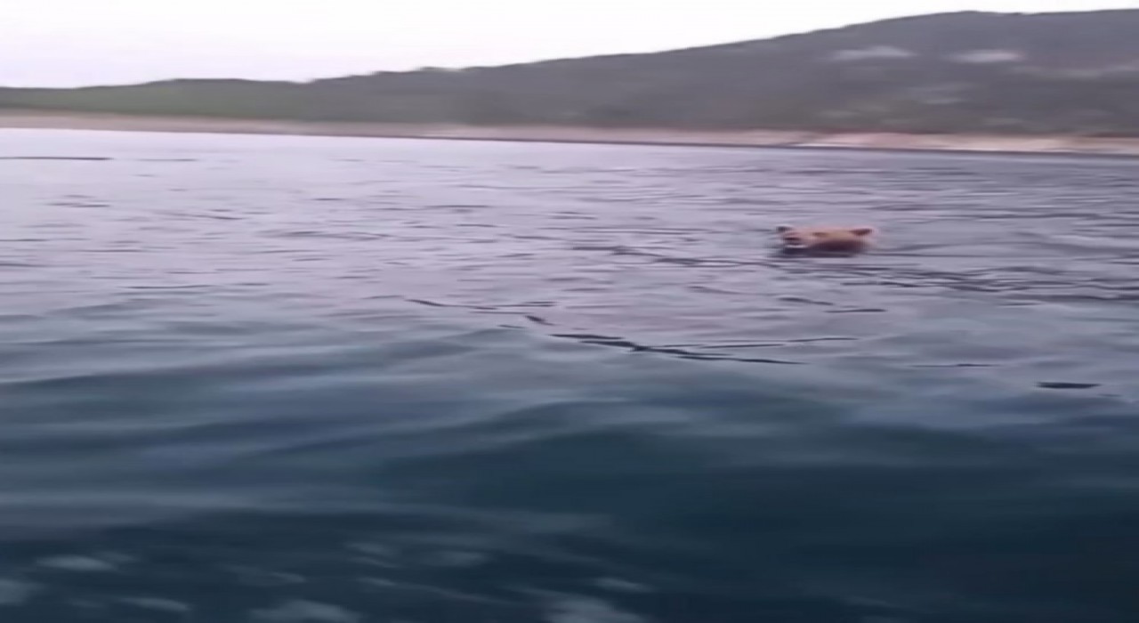 Sinopta yüzen ayı kameralara yansıdı