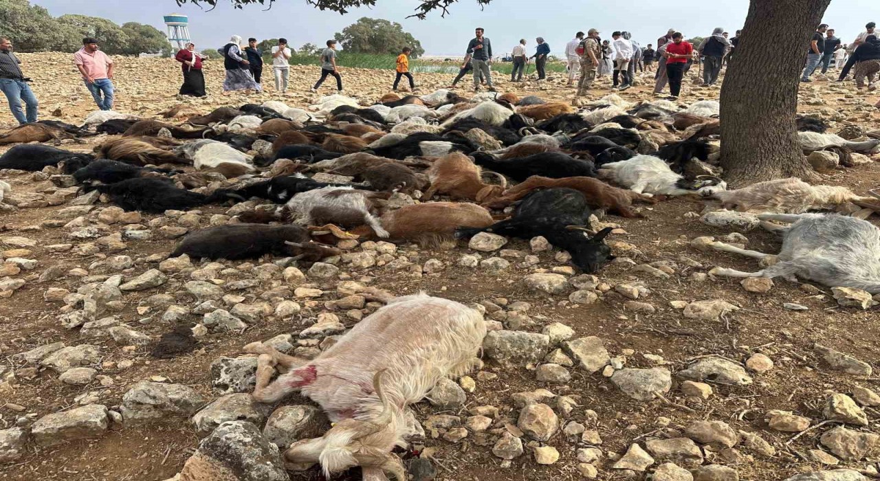 Şırnakta yıldırım isabet eden 95 küçükbaş hayvan telef oldu