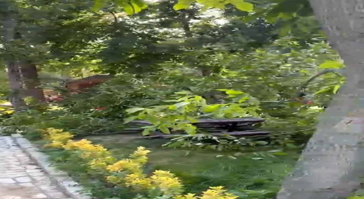 Söğütlük Kent Ormanında faciadan dönüldü: Piknik masalarının üzerine ağaç devrildi