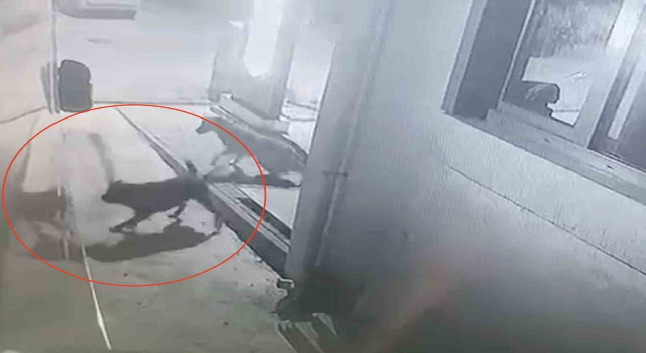 Sokak köpekleri karavanın tamponunu parçaladı