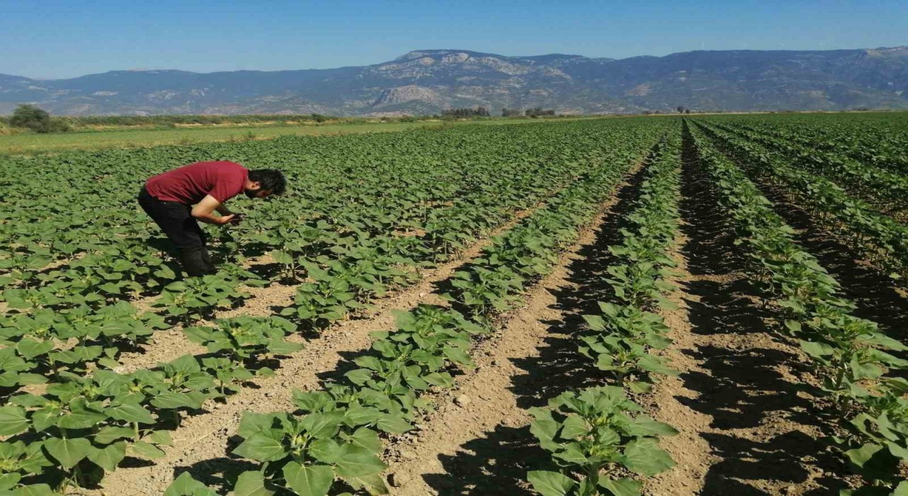 Sökede ayçiçeği tarlaları taranıyor