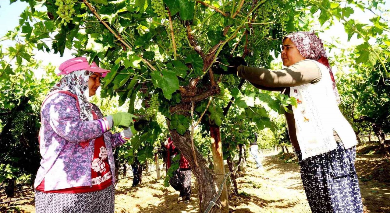 Standart salkım için Sarıgölde yoğun çalışma