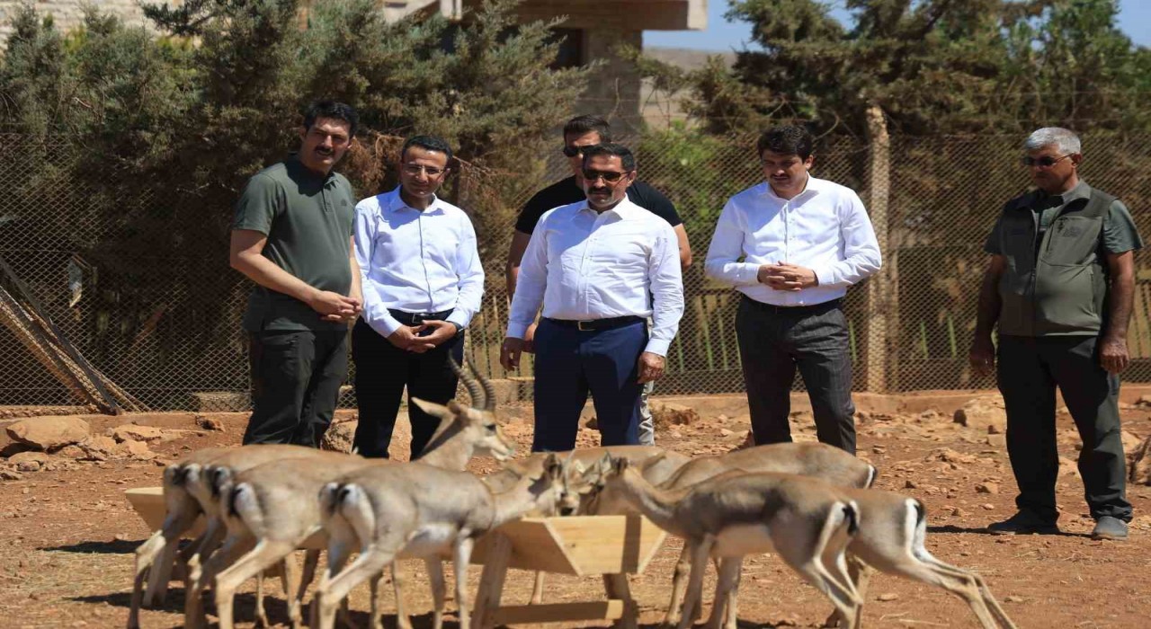 Suriye sınırının sıfır noktasında kurulan merkezle birlikte dağ ceylanlarının sayısı  18 kat arttı