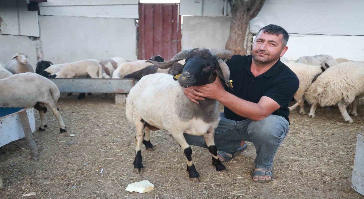 Sürüdeki 200 hayvan arasından 3 boynuzuyla ön plana çıkan ‘ahırın süsü ilgi odağı oldu