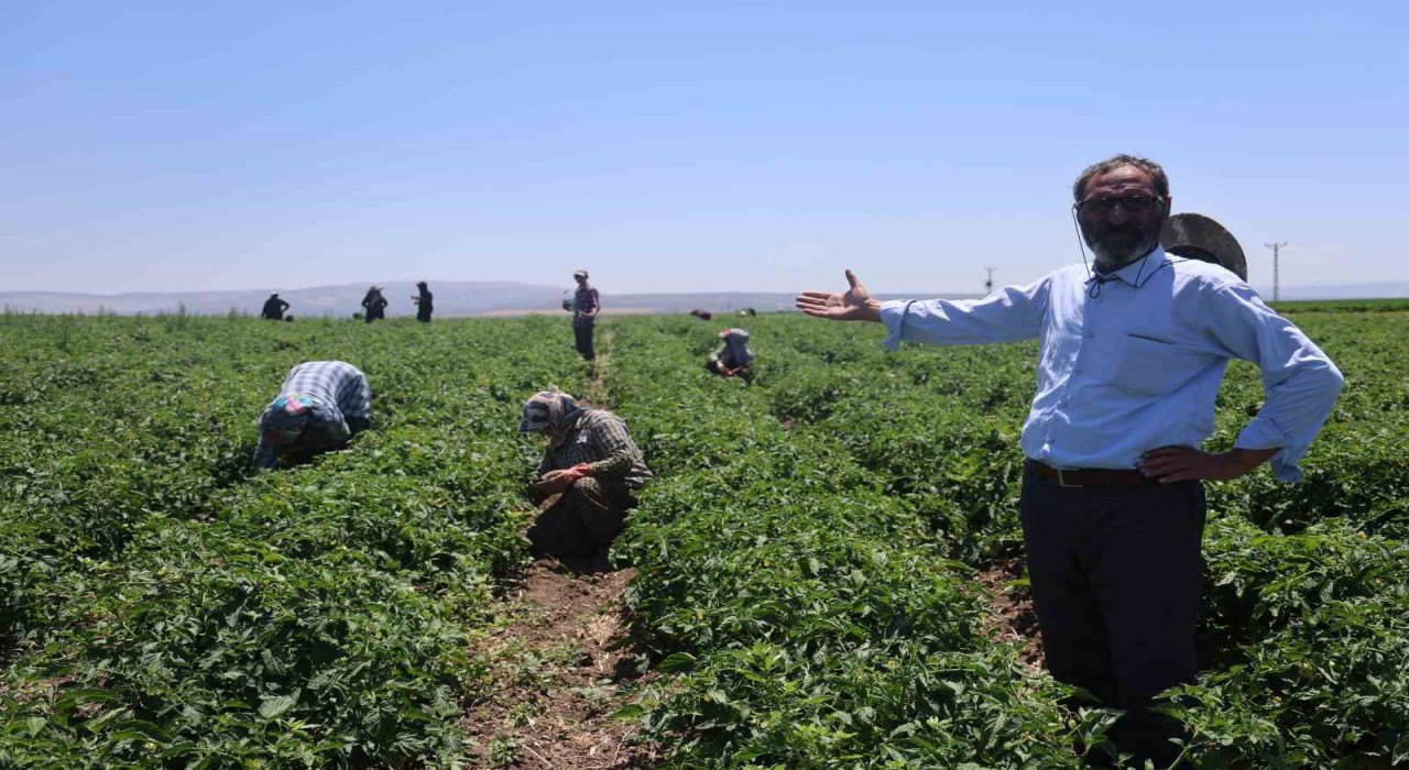 Tarım işçileri kavurucu sıcakta 800 TL yevmiyeyle zorlu mesaiyi sürdürüyor