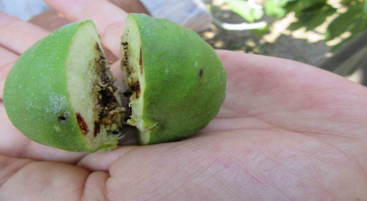 Tarım ve Orman İl Müdürlüğü uyardı: İlek alırken sağlık kontrol belgesi sorgulamayı unutmayın