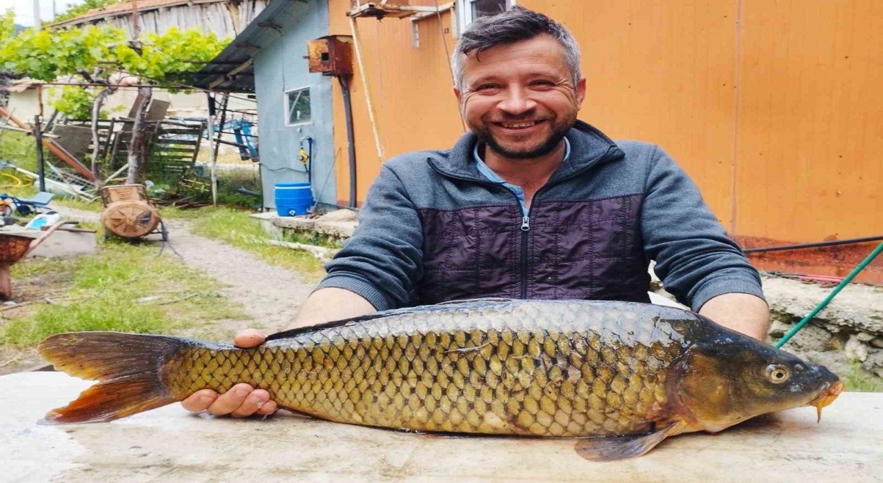Tarlada 7 kiloluk sazan yakaladı