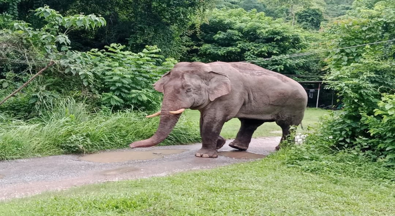 Taylandda market sahibi, atıştırmalıkları yiyen fili sapanla kovaladı