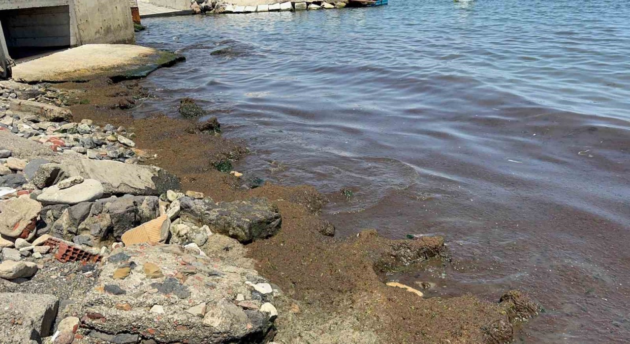Tekirdağ Sahilinde kırmızı yosun yoğunluğu dikkat çekti