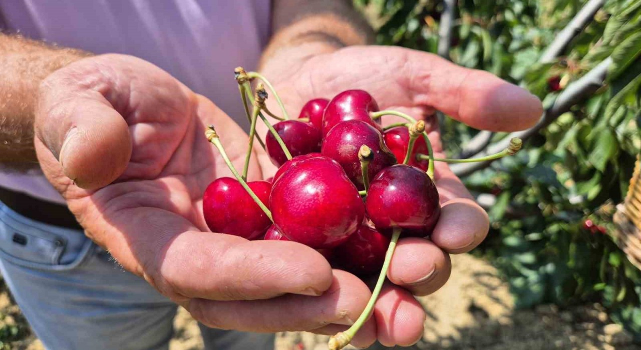 Tekirdağda kirazda kalite yükseldi: 3 bin ton rekolte beklentisi