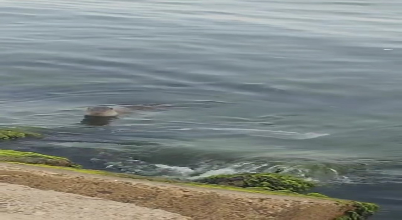 Tekirdağda nadir görülen su samuru, balık yerken görüntülendi
