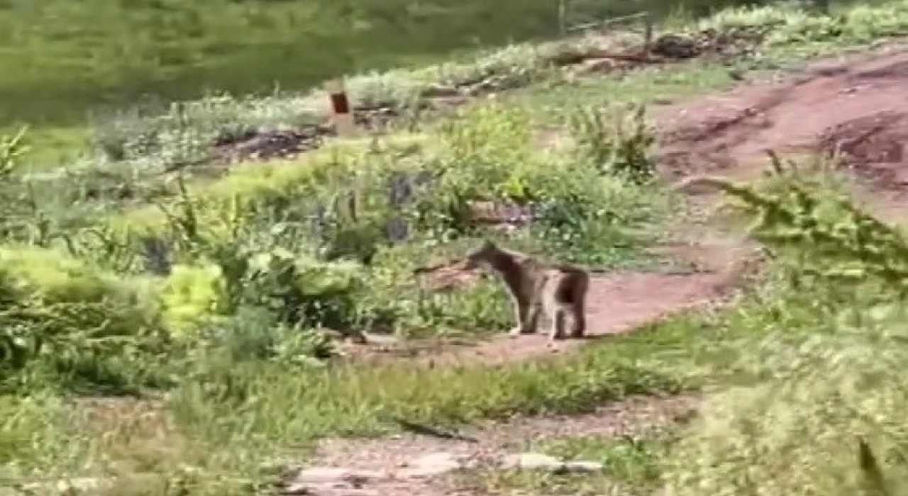 Tercanda vaşak görüntülendi