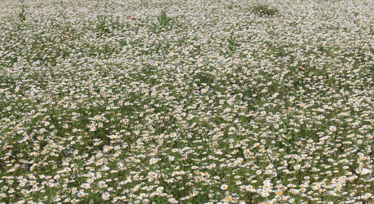 TİGEMin meraları papatya tarlasına dönüştü