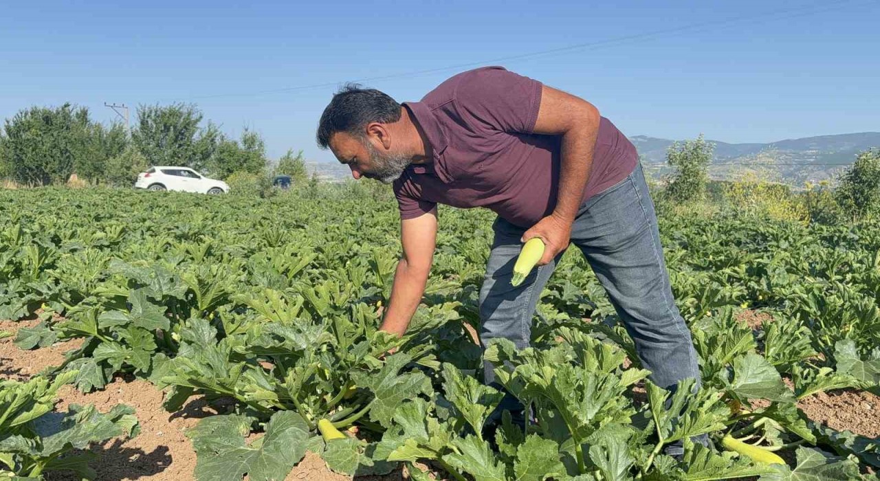 Tokatta meyveleri don vurdu, çiftçi ilk mahsulü öşür niyetine dağıttı