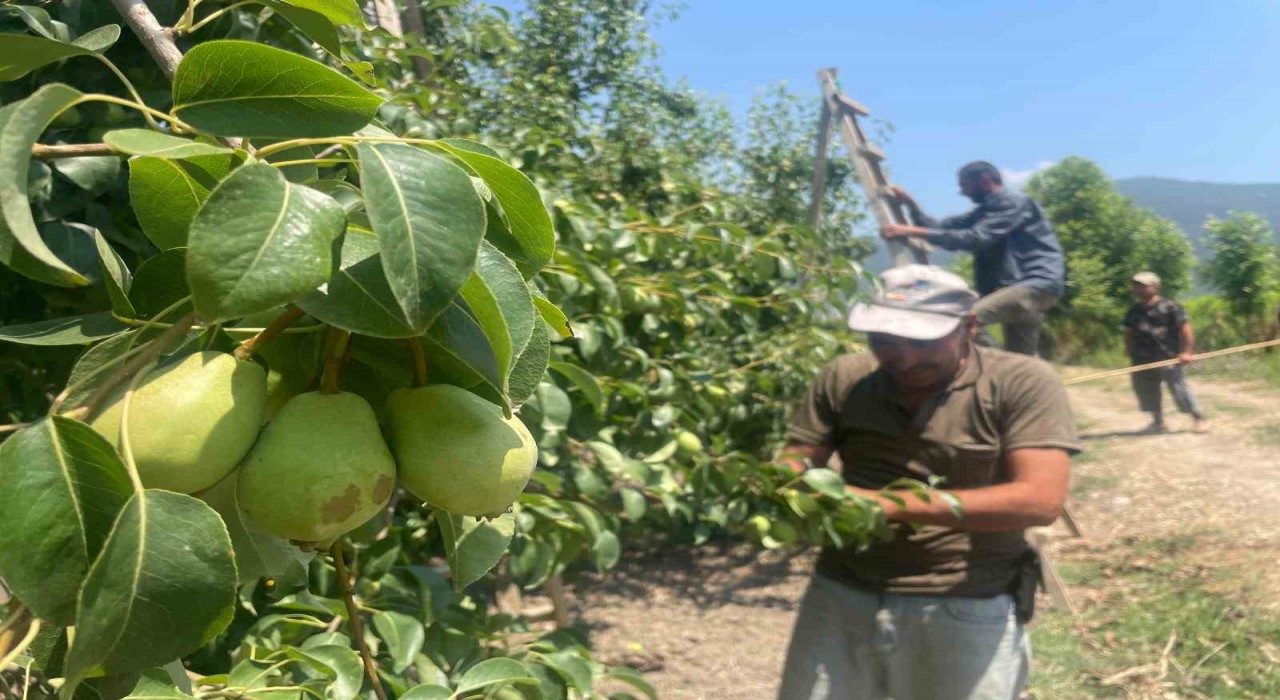 Tonlarca armut ve şeftaliyi koparıp yere atıyorlar