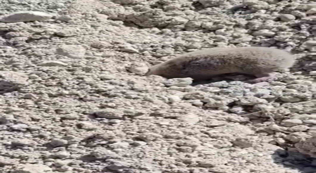 Toprağı eşeleyip ortadan kayboldu