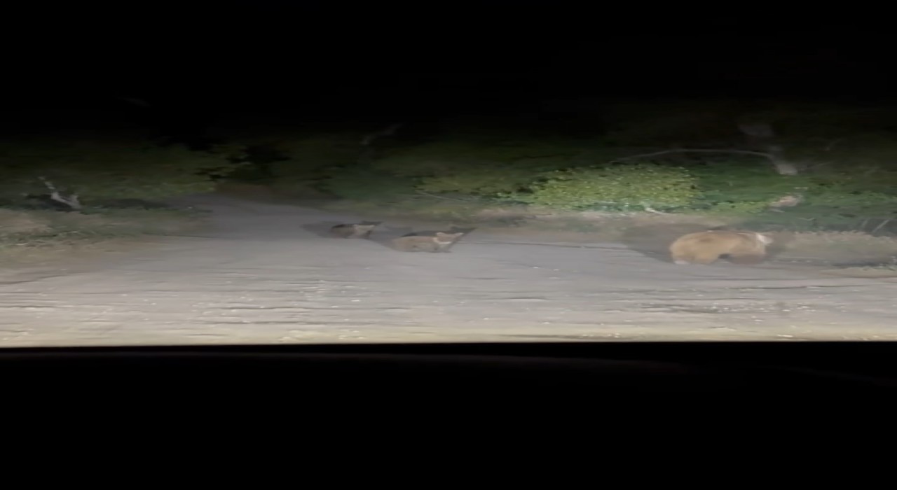 Tuncelide anne ayı ve 2 yavrusu yiyecek ararken görüldü