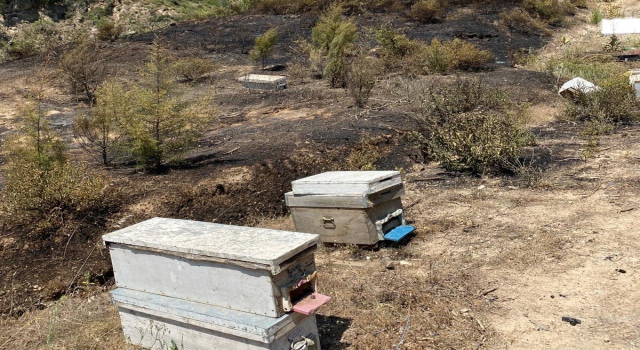 Turgutluda kırsal alanda çıkan yangın ormanlık alana sıçramadan söndürüldü