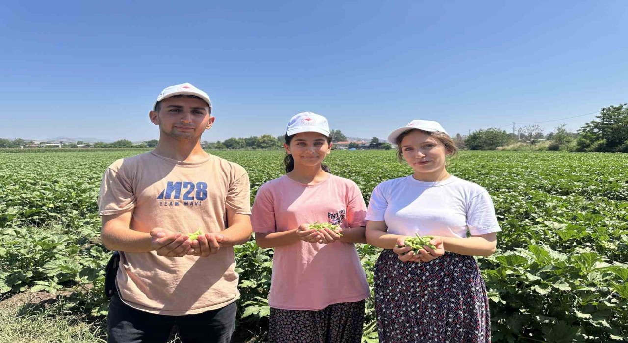 Türkiyenin bamya üretim merkezinde hasat başladı