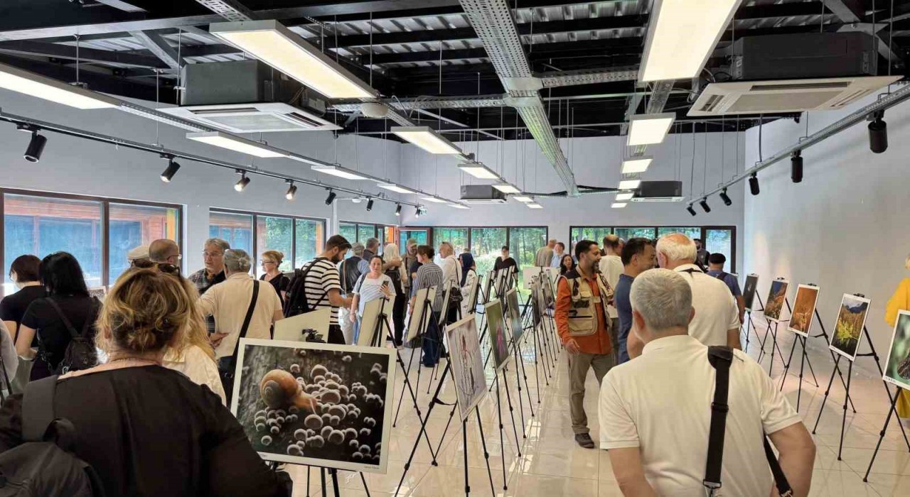 Türkiyenin Doğası Ormanyada hayat buldu