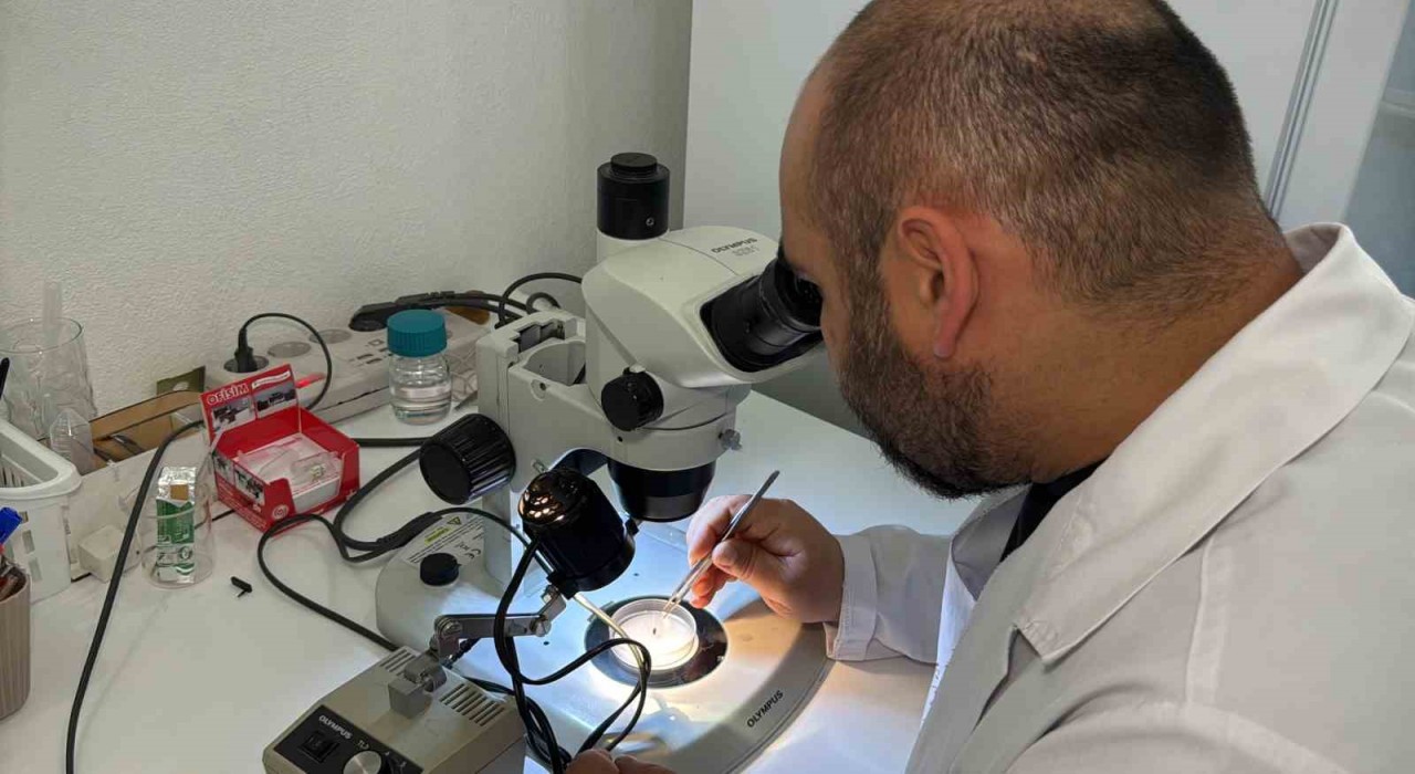 Türkiyenin kene faunası değişiyor; yeni türler takip altında