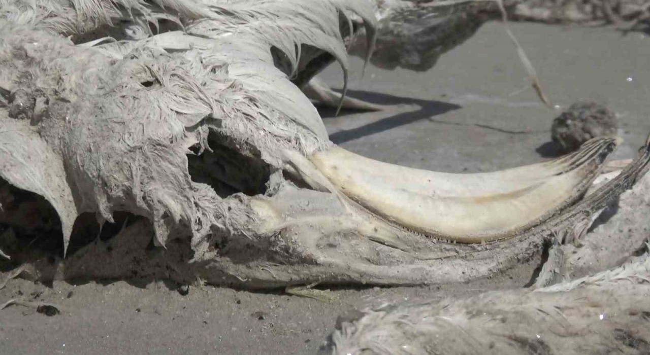 Tuz Gölünde yüzlerce flamingo ölü olarak bulundu