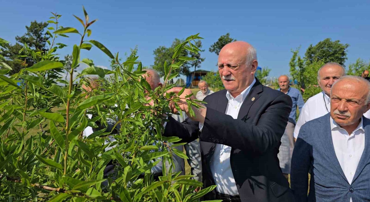 TZOB Genel Başkanı Bayraktar, Karabükte zirai dondan etkilenen tarlaları inceledi