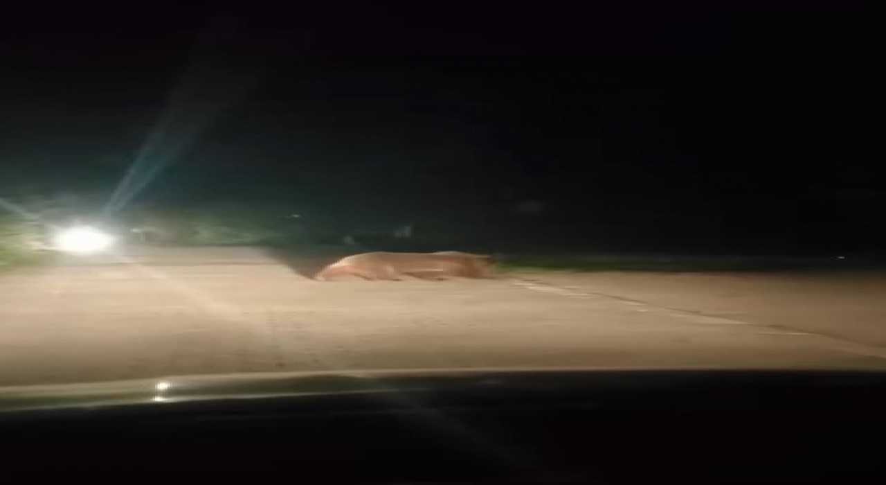 Uludağda ayı ailesinin yoldan geçişi görüntülendi