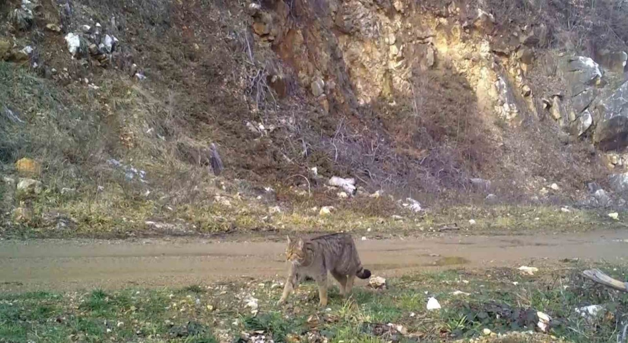 Uludağda yaban kedisi fotokapana takıldı