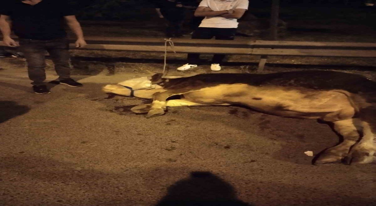 Ümraniyede kamyonetten yola atlayan kurbanlık dananın ayağı kırıldı