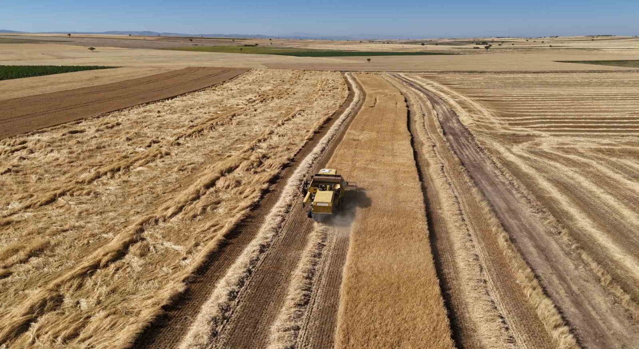 Uşakta arpa ve buğday hasadına başkandı