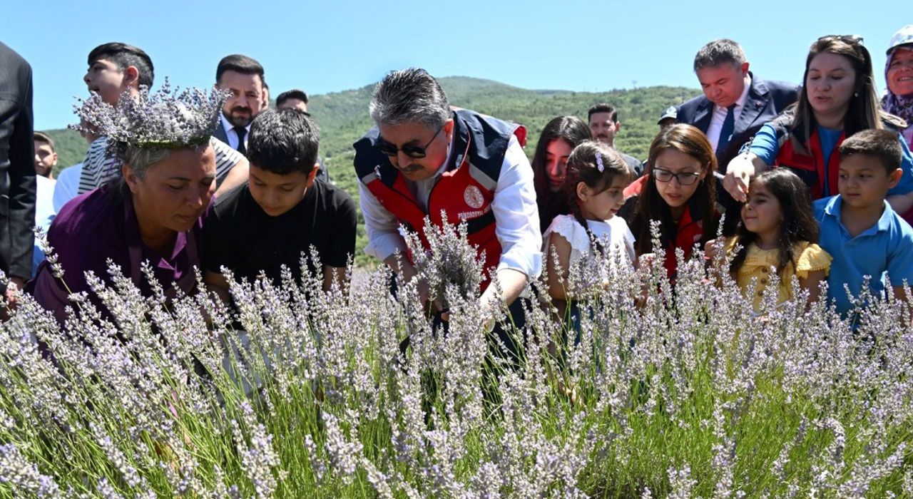 Vali Yılmaz, Çocuklarla Lavanta Hasadı Yaptı