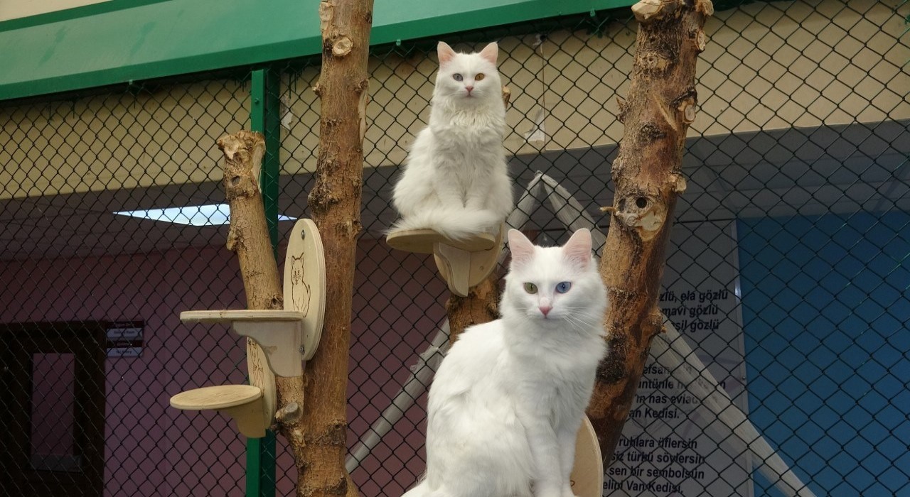 Van Kedileri ziyaretçilerin gözdesi oldu