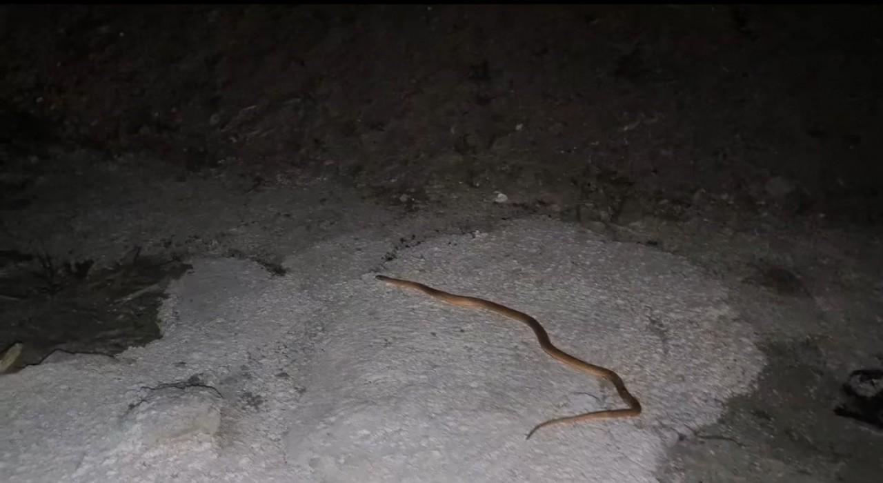 Vanda aracın motoruna giren yılanı DKMP ve itfaiye ekipleri çıkardı