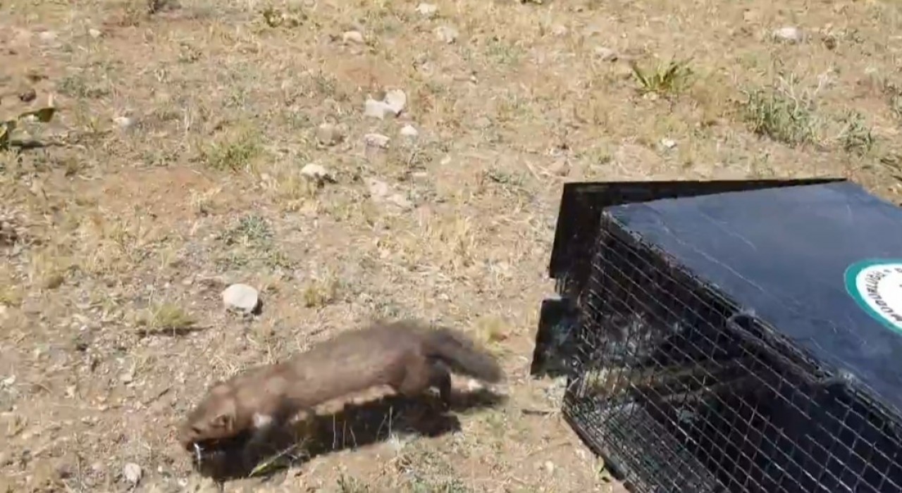 Vanda eve giren 2 sansar yakalanarak doğaya bırakıldı