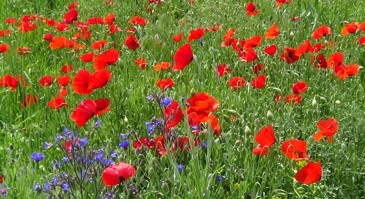 Vanın ovaları renk cümbüşüne büründü