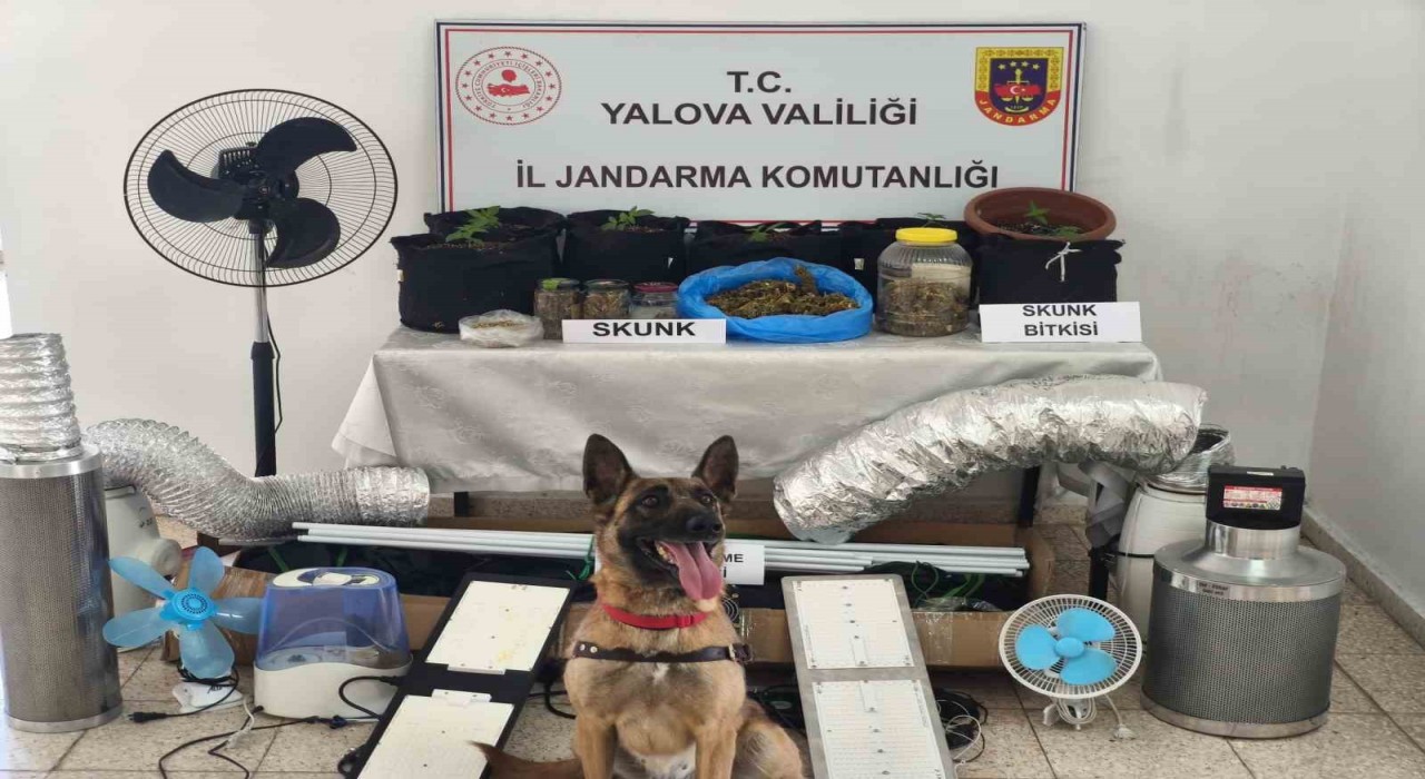 Yalovada evini uyuşturucu serasına çeviren zanlı yakalandı